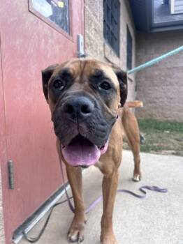 Rescue Boerboel and Mixed Breed Dogs for Adoption in Quakertown, Pennsylvania - Honey | PetCurious
