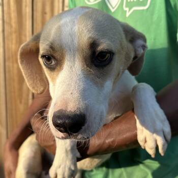 Adler - Local July 10-12 -  Beagle Dog for Adoption in Brookshire, Texas - Adler - Local July 10-12 | PetCurious