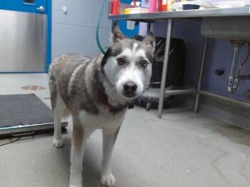 Rescue Husky and Mixed Breed Dogs for Adoption in Albuquerque, New Mexico - LUNA | PetCurious