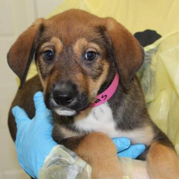 Atlas -  Mixed Breed Dog for Adoption in Auburn, Alabama - Atlas | PetCurious