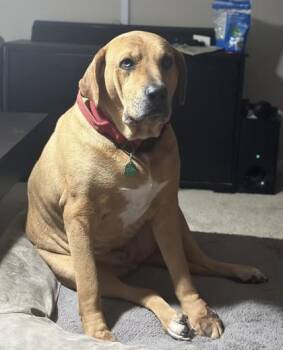 Mixed Breed Dogs Available for Adoption in Fairfax, Virginia - Jackson | PetCurious