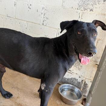 Shaun -  Shepherd Dog for Adoption in Edinburg, Texas - Shaun | PetCurious