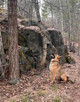 Shepherd Dogs Available for Adoption in Calgary, Alberta - Sandy | PetCurious