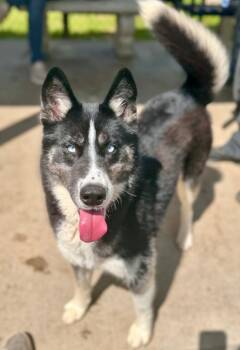 Snow (Shadow) -  Husky Dog for Adoption in Albany, Georgia - Snow (Shadow) | PetCurious