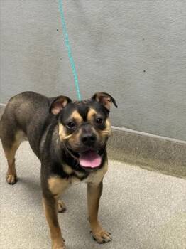 Pit Bull Terrier and Mixed Breed Dogs Available for Adoption - CLAYTON | PetCurious