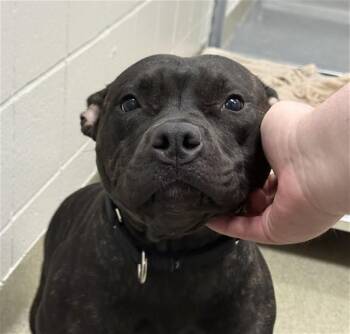 English Bulldog and Mixed Breed Dogs Available for Adoption in Omaha, Nebraska - MORIA | PetCurious