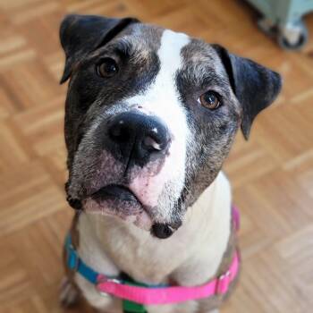 Rescue Pit Bull Terrier Dogs for Adoption - Bodhi | PetCurious