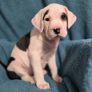 Mixed Breed Dogs Available for Adoption in Olathe, Kansas - Wood | PetCurious