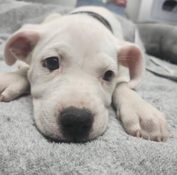 Braxton -  Mixed Breed Dog for Adoption in Sapulpa, Oklahoma - Braxton | PetCurious