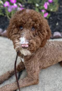 Goldendoodle Dogs Available for Adoption in Lawrenceville, Georgia - Biscoff The Tripod Doodle | PetCurious