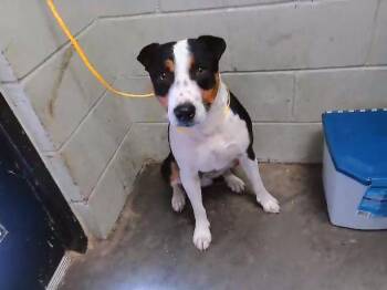 QUARTER POUNDER -  Staffordshire Bull Terrier and Mixed Breed Dog for Adoption in Tulsa, Oklahoma - QUARTER POUNDER | PetCurious