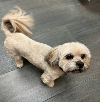 Winston -  Lhasa Apso Dog Available for Adoption in Minneapolis, Minnesota - Winston | PetCurious