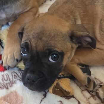 Rocket -  Mixed Breed Dog for Adoption in Fort Bragg, California - Rocket | PetCurious