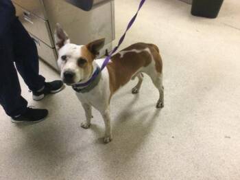 POP -  Pit Bull Terrier and Mixed Breed Dog for Adoption in Riverside, California - POP | PetCurious