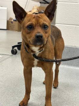 RED -  Australian Kelpie Dog for Adoption in Indianapolis, Indiana - RED | PetCurious