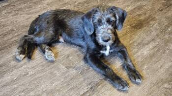 Carter -  Poodle and Terrier Dog for Adoption in West Peoria, Illinois - Carter | PetCurious