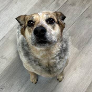 Jacey -  Beagle and Australian Cattle Dog Blue Heeler Dog for Adoption in Emporia, Kansas - Jacey | PetCurious