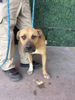 Brownie -  Pit Bull Terrier and Mixed Breed Dog for Adoption in El Paso, Texas - Brownie | PetCurious