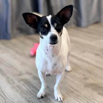 Courage -  Rat Terrier and Mixed Breed Dog for Adoption in Green Bay, Wisconsin - Courage | PetCurious
