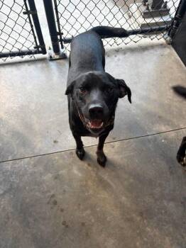 Thing 1 -  Labrador Retriever Dog for Adoption in Republic, Missouri - Thing 1 | PetCurious