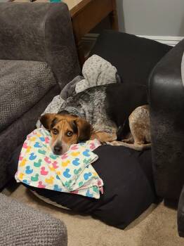 Rescue Beagle and Bluetick Coonhound Dogs for Adoption in Powell, Ohio - Stanley (courtesy Post) | PetCurious