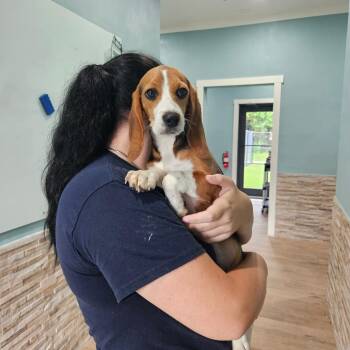 WF6 9125 aka Merida -  Beagle Dog for Adoption in Loxahatchee Groves, Florida - WF6 9125 Aka Merida | PetCurious