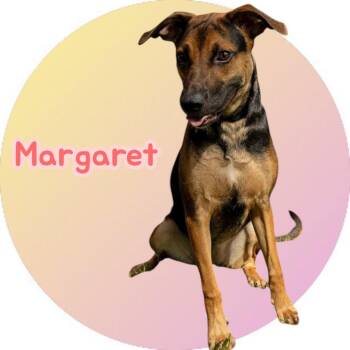 Rescue German Shepherd Dog Dogs for Adoption in Chuckey, Tennessee - Margaret | PetCurious
