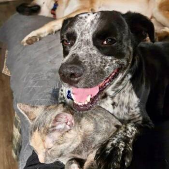 Buddy -  Australian Cattle Dog Blue Heeler and Mixed Breed Dog for Adoption in Leesburg, Alabama - Buddy | PetCurious