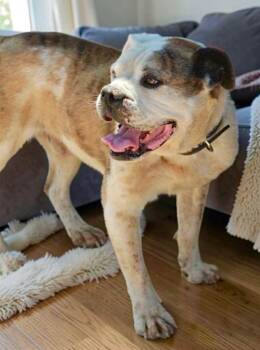 Duke -  American Bulldog Dog for Adoption in Kingman, Arizona - Duke | PetCurious