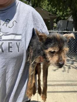 JUNIOR -  Mixed Breed Dog for Adoption in Dallas, Texas - JUNIOR | PetCurious