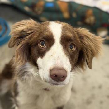 Chaos Coordinator -  Border Collie Dog for Adoption in Sacramento, California - Chaos Coordinator | PetCurious