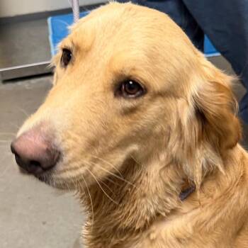 Casper -  Golden Retriever Dog for Adoption in Yuma, Arizona - Casper | PetCurious