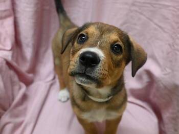 Pit Bull Terrier Dogs Available for Adoption in Portland, Oregon - Print | PetCurious