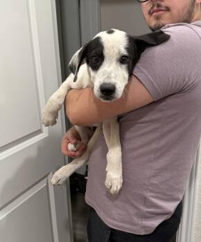 Rescue Terrier Dogs for Adoption in San Antonio, Texas - Arlo | PetCurious