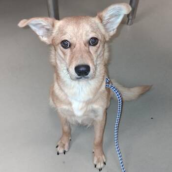 Chihuahua and Terrier Dogs Available for Adoption in Austin, Texas - Tinkerbelle | PetCurious