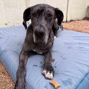 Great Dane Dogs Available for Adoption in Bullard, Texas - Mister Cupcake | PetCurious