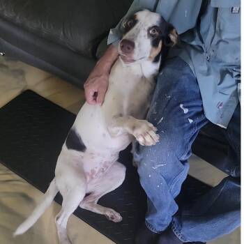 Tugger -  Labrador Retriever and Mixed Breed Dog for Adoption in Corpus Christi, Texas - Tugger | PetCurious