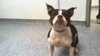 Boston Terrier and Mixed Breed Dogs Available for Adoption in Charlotte, North Carolina - TRINA | PetCurious