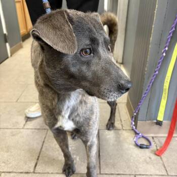 Mixed Breed Dogs Available for Adoption in Huntington, West Virginia - Roscoe | PetCurious