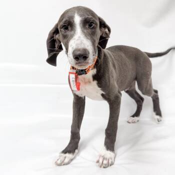 1082 (2026) Elliott -  Mixed Breed Dog for Adoption in Parker, Colorado - 1082 (2026) Elliott | PetCurious