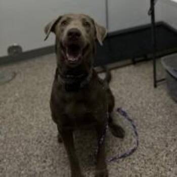 Dog 1 07/11/2026 -  Labrador Retriever and Mixed Breed Dog for Adoption in Bullhead City, Arizona - Dog 1 07/11/2026 | PetCurious