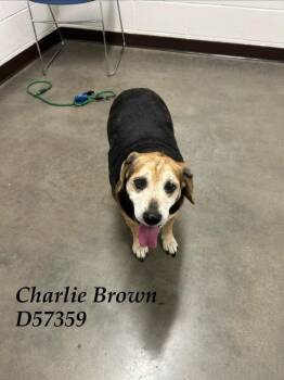 Charlie Brown -  Beagle Dog for Adoption in Clarksville, Tennessee - Charlie Brown | PetCurious