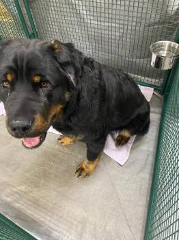 Rottweiler and Mixed Breed Dogs Available for Adoption in Calgary, Alberta - Bert (Bear) | PetCurious