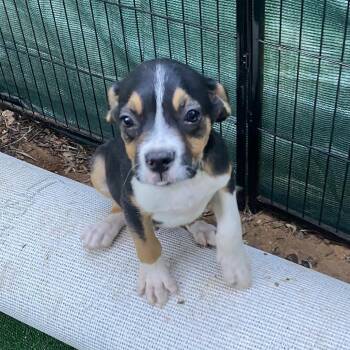 Hashbrowns -  Beagle and Pug Dog for Adoption in Escondido, California - Hashbrowns | PetCurious