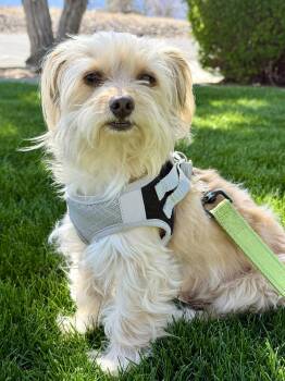 Chihuahua Dogs Available for Adoption in Gardnerville, Nevada - Sancho | PetCurious