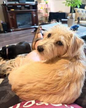 Scruffy -  Yorkshire Terrier Dog Available for Adoption in Lethbridge, Alberta - Scruffy | PetCurious