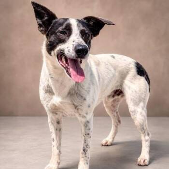 Bandit -  Australian Cattle Dog Blue Heeler and Mixed Breed Dog for Adoption in Falls Church, Virginia - Bandit | PetCurious