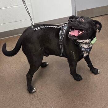 Zeus -  Pit Bull Terrier Dog Available for Adoption in Chattanooga, Tennessee - Zeus | PetCurious