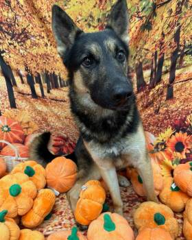 Rescue German Shepherd Dog Dogs for Adoption in Central Islip, New York - Maximilian Tag #1448 | PetCurious