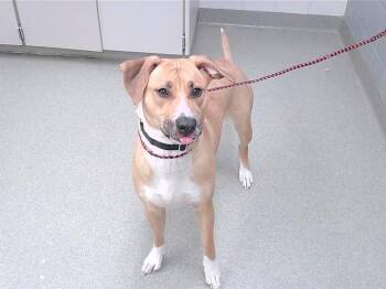 Labrador Retriever and Mixed Breed Dogs Available for Adoption in Omaha, Nebraska - TAFFY | PetCurious